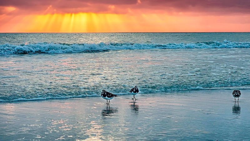World oceans day: Sunset at the beach with dramatic colors and three birds by the water edge.