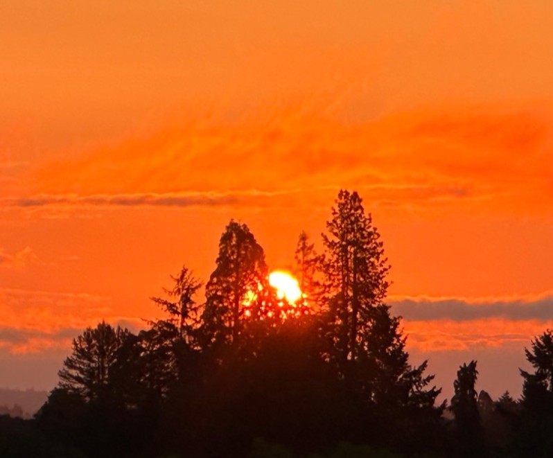 Against an orange sky, a bright orange half-sun rises from the horizon with tall trees silhouetted in front.