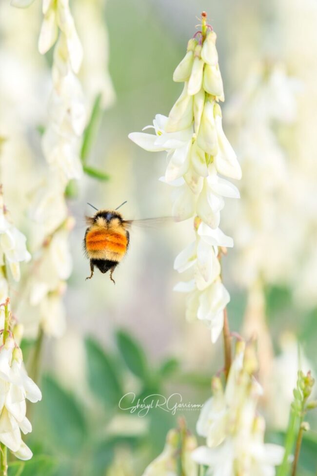 A small, round insect flying among white flowers.
