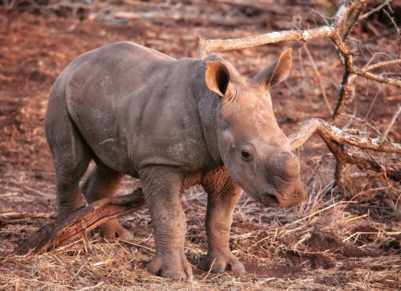 A rhino calf. There is a little protrusion coming out of its head, but it is still small and round.