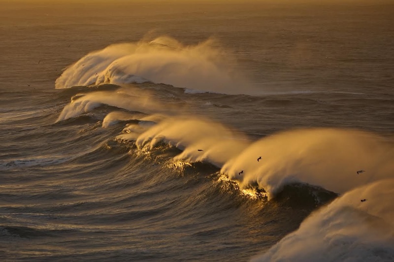 Waves with a golden color in the ocean. There are some birds flying above them.