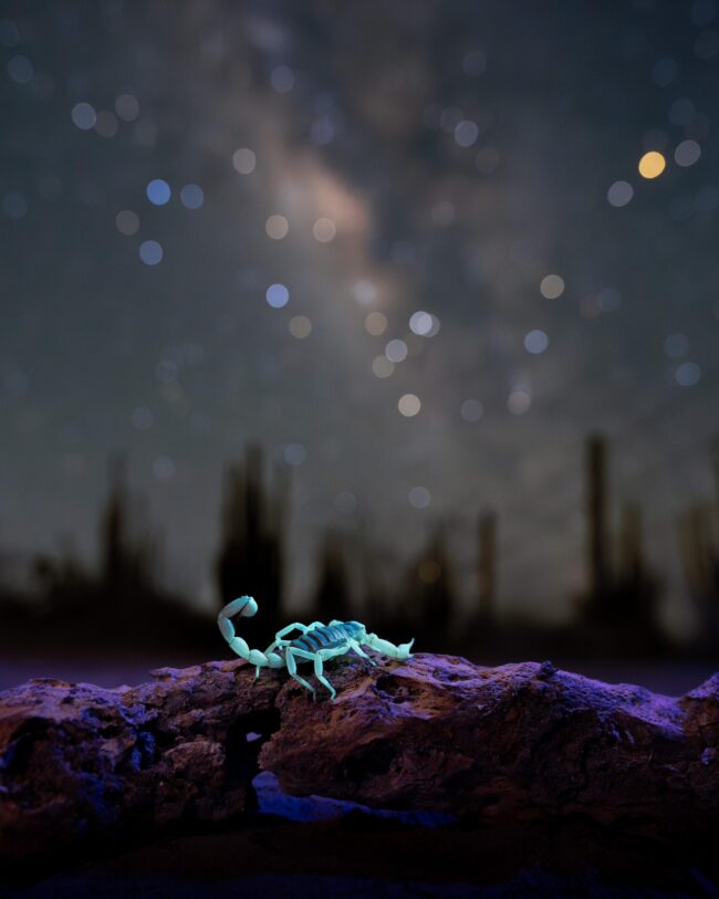 Desert night scene. Foreground, a live scorpion glowing blue, and constellation Scorpius above.