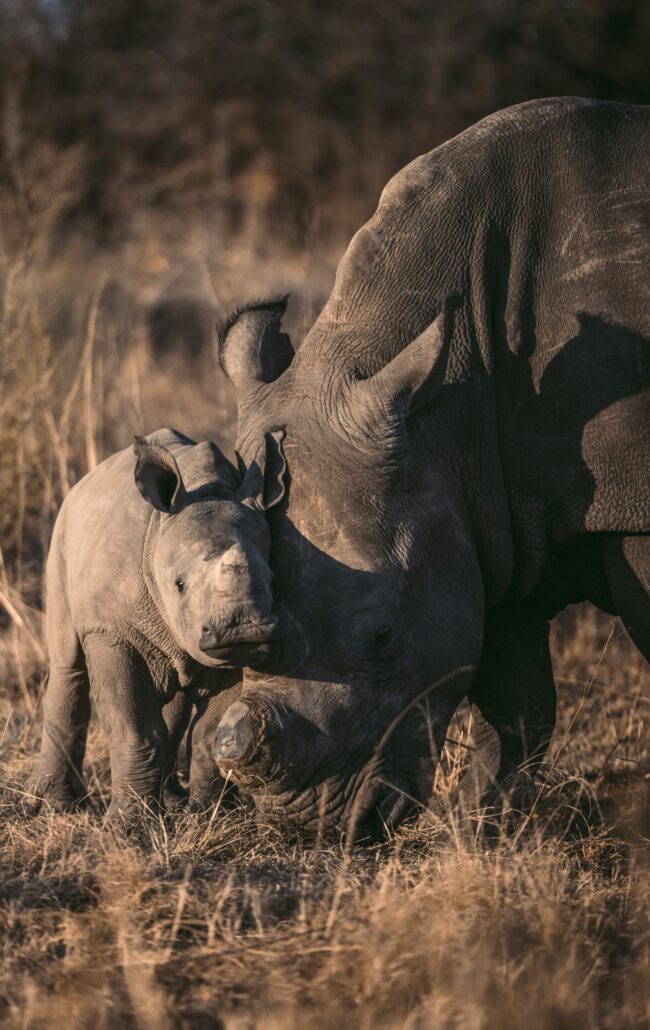 An adult rhino and a calf. They have gray skin. The adult is feeding on dry grass.