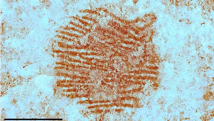 Oldest known human fingerprint: Light blue background has brownish ridges somewhat parallel to each other in a round shape overall.