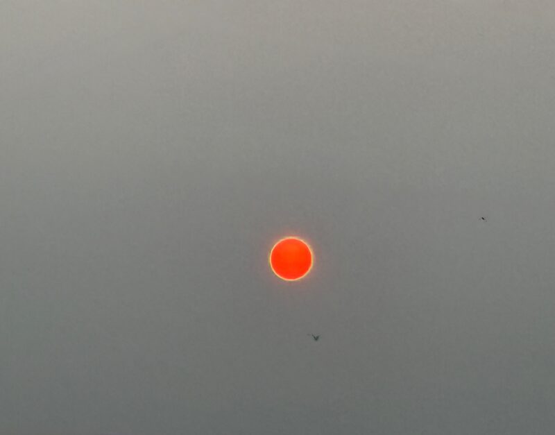 Glowing red sun with gray skies and a bird.