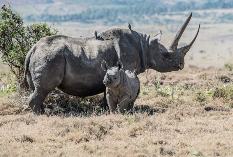 An adult rhino with long horns and a young rhino with a tiny horn. They have little birds on top.