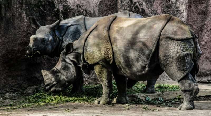 Two rhinos with thick skin like made of pieces from an armor.