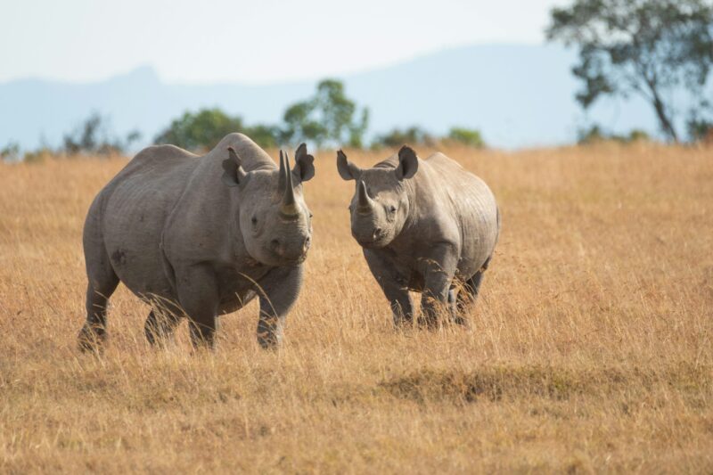 Two rhinoceroses close to each other. The one on the left is bigger.
