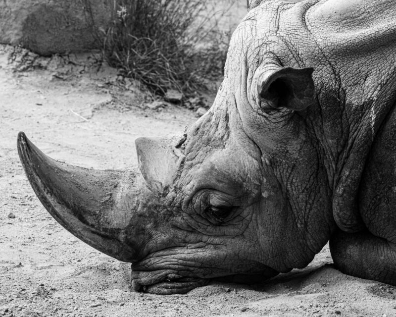 Close up of a rhino. It is lying on the ground. It has a sad expression.