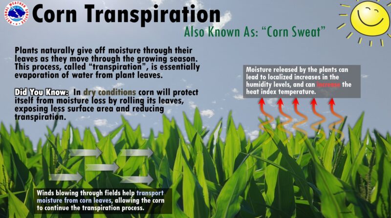 A graphic with corn plants and arrows showing how water evaporates from them, with text.