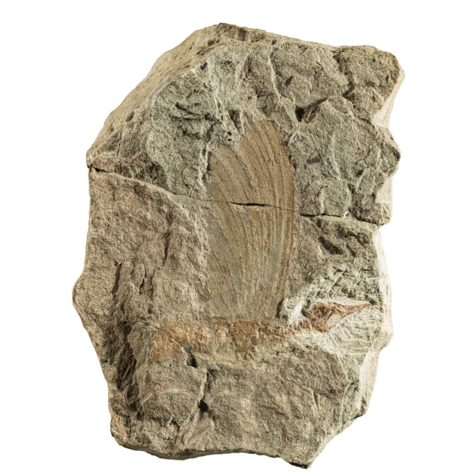 Fossil imprint on rock of small skeleton with birdlike head and tall wing-like crest on its back.