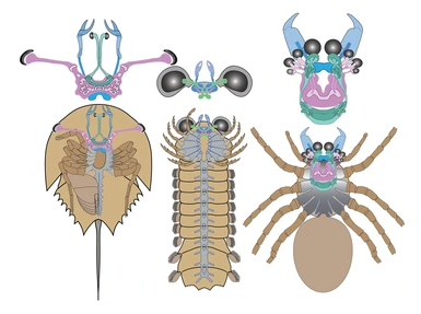 3 drawings of leggy bug-like creatures with diagrams of their brains.