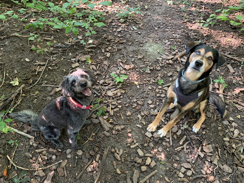 Two dogs sitting on dark brown ground with stones and a few plants.