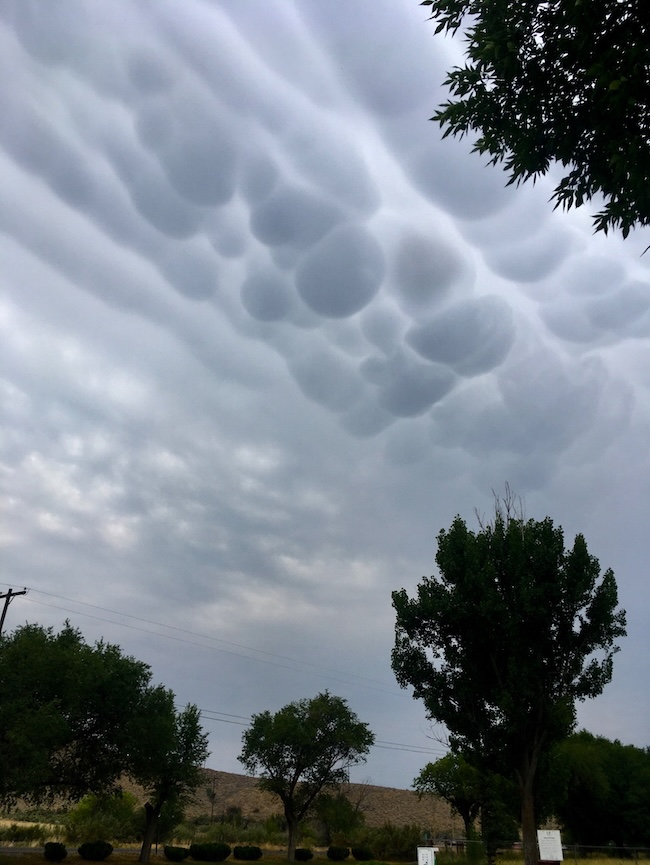 Trees in the foreground with with bubbling mammatus clouds above.
