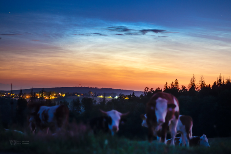 Glowing blue clouds in a twilight sky, with cows in a pasture in the foreground.