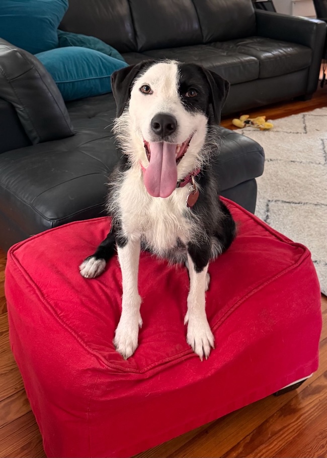 Front view of a happy-looking black and white dog sitting on a red cushion.