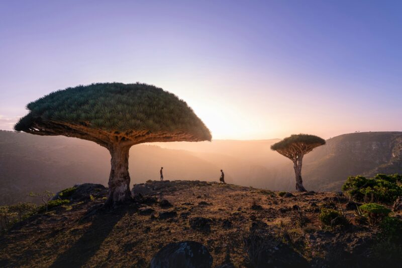 A bigger and a smaller tree at the top of a mountain. Two people stand between the trees.