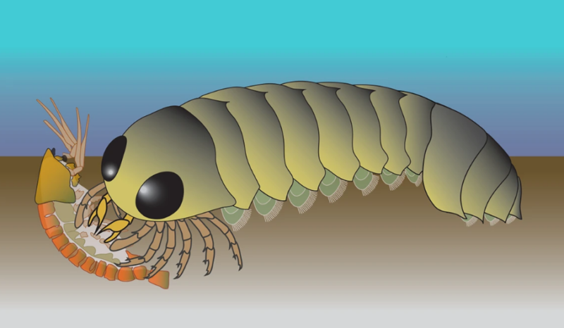 Drawing of a creature with a long, segmented shell and 12 spidery legs attacking another creature.