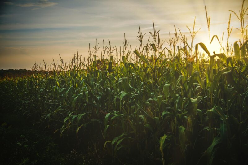 Corn sweat: The sun behind a cornfield with tall, green plants with long, thin leaves.