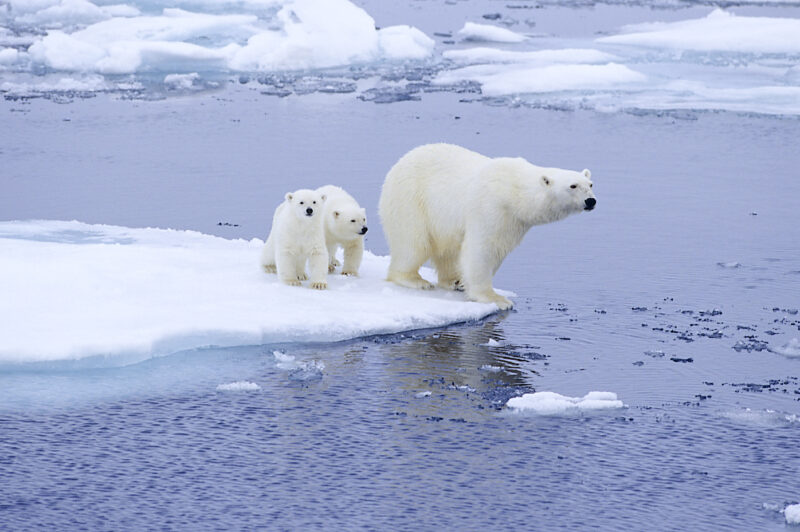 Arctic Sea Ice Day: A large polar bear and 2 cubs floating on ice with water in between.