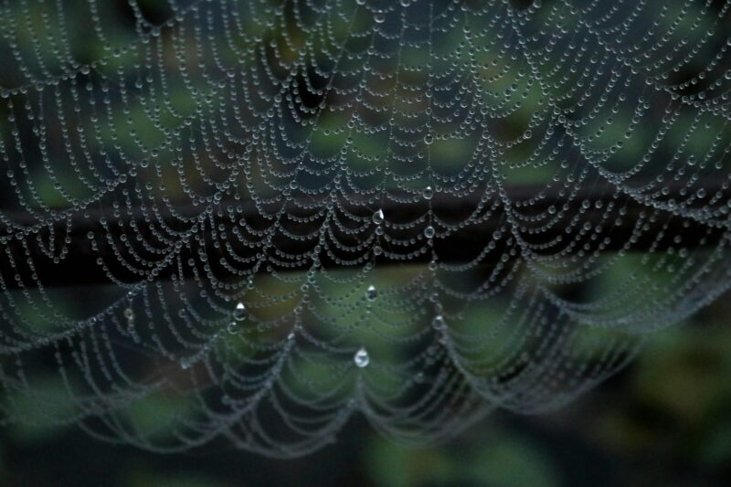 Arachnids: A spiderweb glistening with dew.