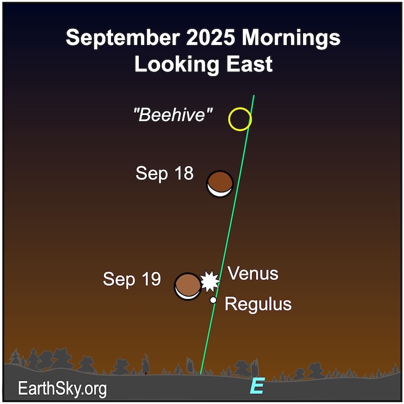 A crescent shape, the moon, moves below a circle representing the Beehive star cluster. They both lie above a starred dot and a small dot, Venus and Regulus. On the next morning, the crescent shape is next to the starred dot, Venus, and the small dot, Regulus. They are all above a wavy line, the horizon.