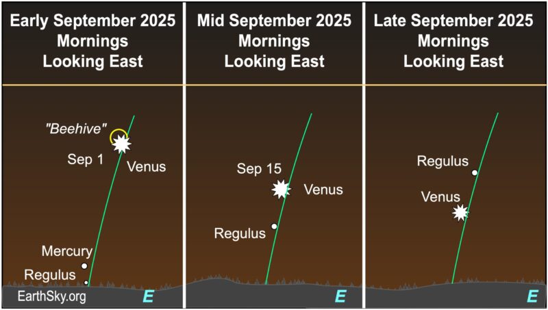 There are three charts. In the first, a starred dot, Venus, lies next to a circle, the Beehive star cluster. Two dots, Mercury and Regulus, are just above a wavy line, the horizon. In the second, the starred dot approaches a dot, Regulus. In the third, the starred dot, Venus, is below the dot, Regulus. Both are above a wavy line, the horizon.
