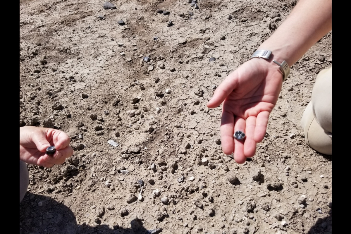 Closeup of two hands holding what looks like sizable black molars over background of gritty ground.