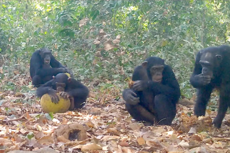 Alcohol and evolution: Four apes share pieces of fruit in a jungle setting.