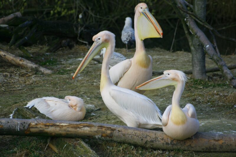 2 adult pelicans with 2 young pelicans. They have a white/pinkish plumage, and a light yellow beak.