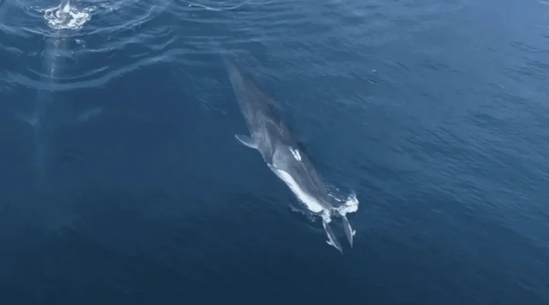 Two dolphins swiming in front of a huge whale.