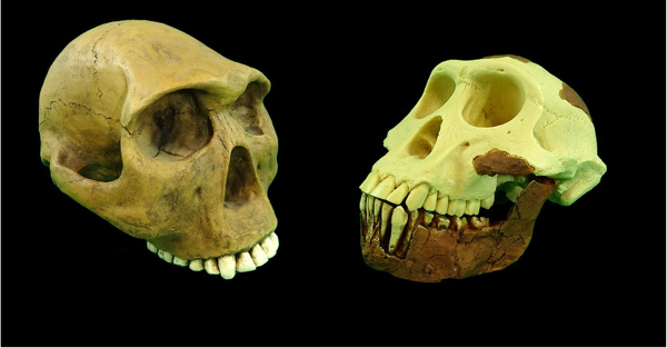 Two skulls facing each other. The one on the left resembles that of a human, the other one of an ape.