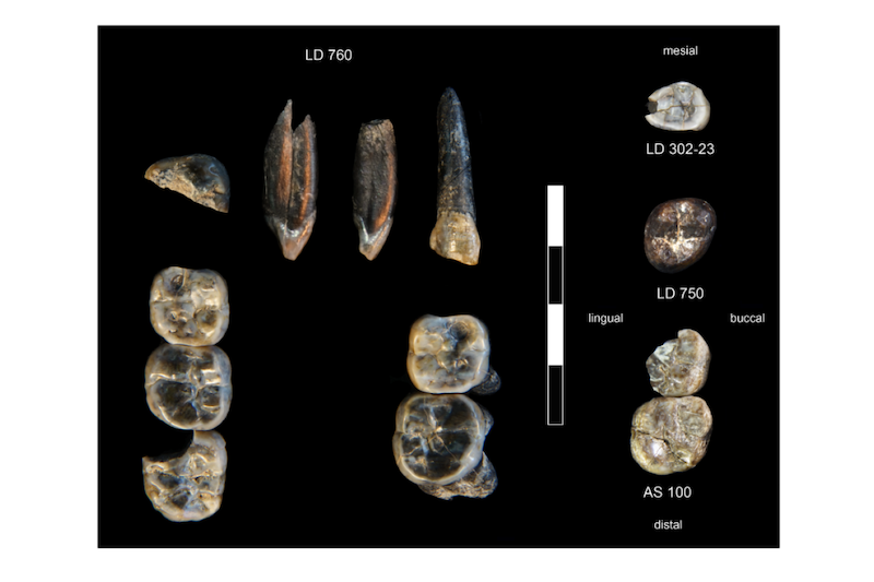 13 grayish-brown teeth, mostly molars with a few others, and a centimeter scale.