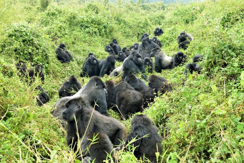 A group of about 30 mountain gorillas in green vegetation.