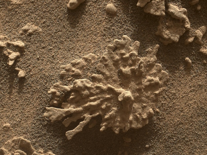 Corals on Mars: Brownish rock on sandy ground with many small lobes like a piece of coral with branching arms.