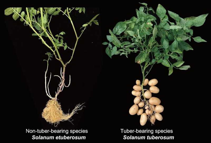 Two plants. One has roots, and the other has many small, bulging oval tubers.