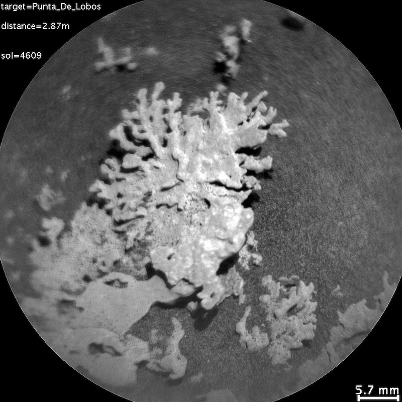 Black and white image of a rock on sandy ground with many thin, delicate, squiggly branching arms.