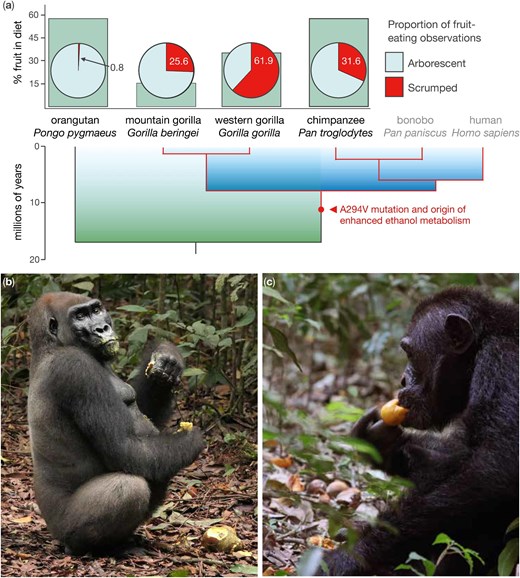 Charts above side-by-side pictures of a gorilla and a chimpanzee eating fruit.