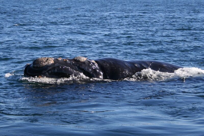 Big, black whale swimming in the surface. It has some gray protrusions on its head.