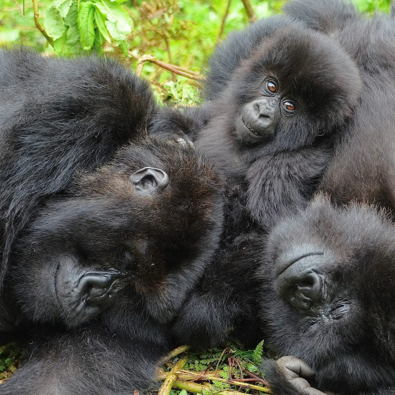 Two female gorillas with an infant.