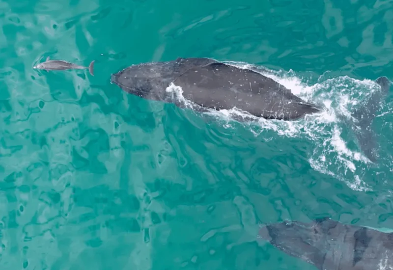 Whales and dolphins: A dolphin swimming and jumping in front of 2 whales.