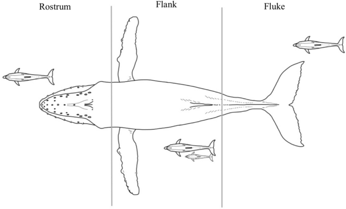 Drawing of a whale with dolphins near the rostrum, flank and fluke.