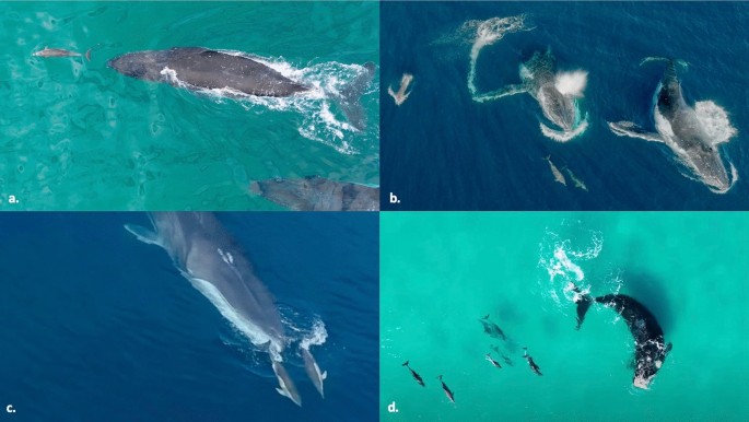 4 images of whales with dolphins in front of them and to their sides.