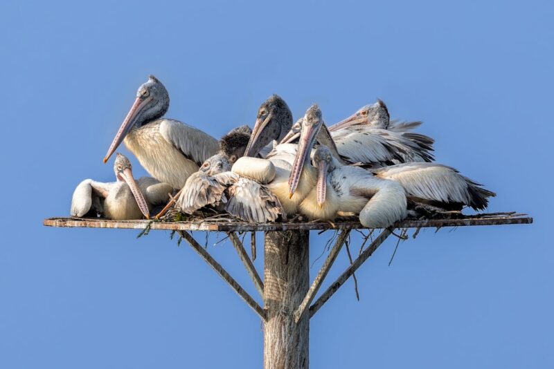A group of adult and young pelicans clustered together on a wooden plank at the top of a wooden pole.