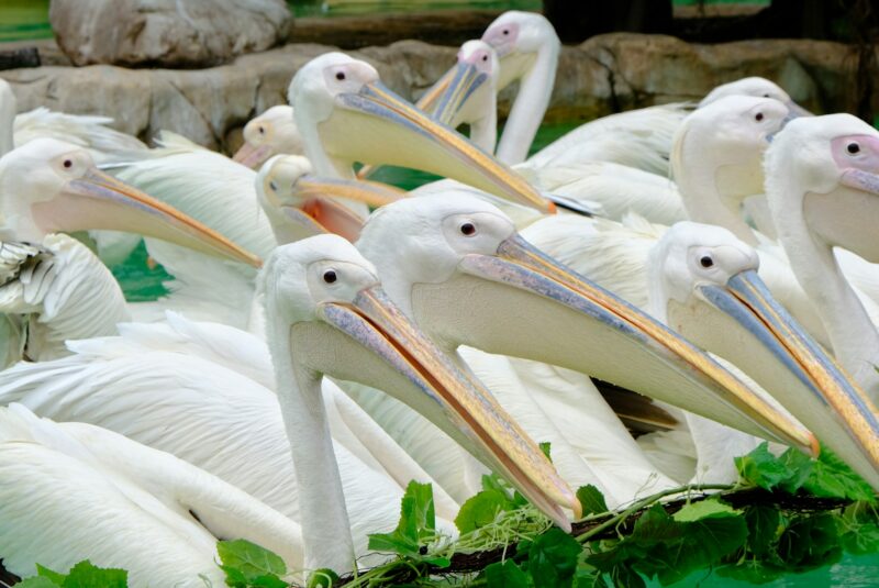 A dozen birds resting together. They are white, have yellowish and grayish beaks, and have small, black eyes.