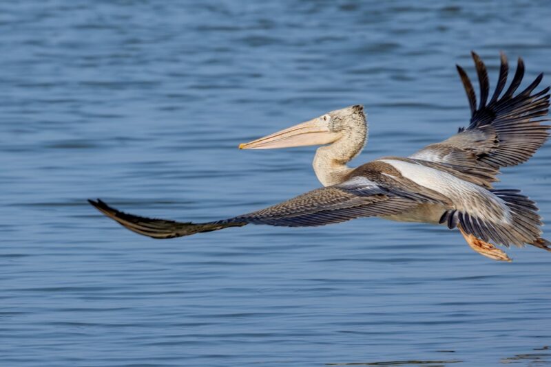 Big bird with open wings flying over a body of water. It has a long, curved neck, a long beak and gray plumage.