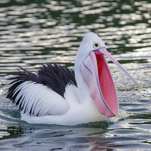 Bird with white an black feathers. It has an open pink beak. The upper part is very thin and the lower part is wide.
