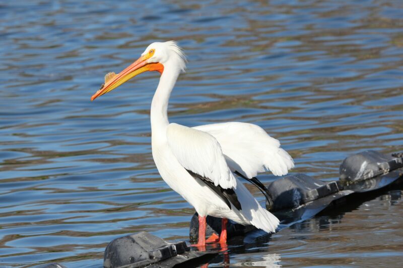 White bird with reddish legs and orange and yellow beak. The beak has a little protrusion, like a crest.