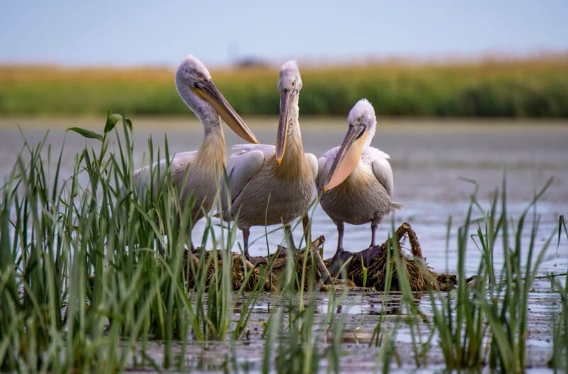3 birds with gray plumage and long beaks perched on a small raft of branches, in a wetland.