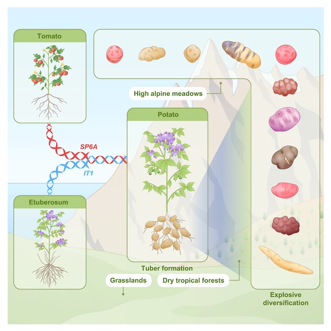 An infographic with a wild tomato plant and a potato-like plant linked to produce many varieties.